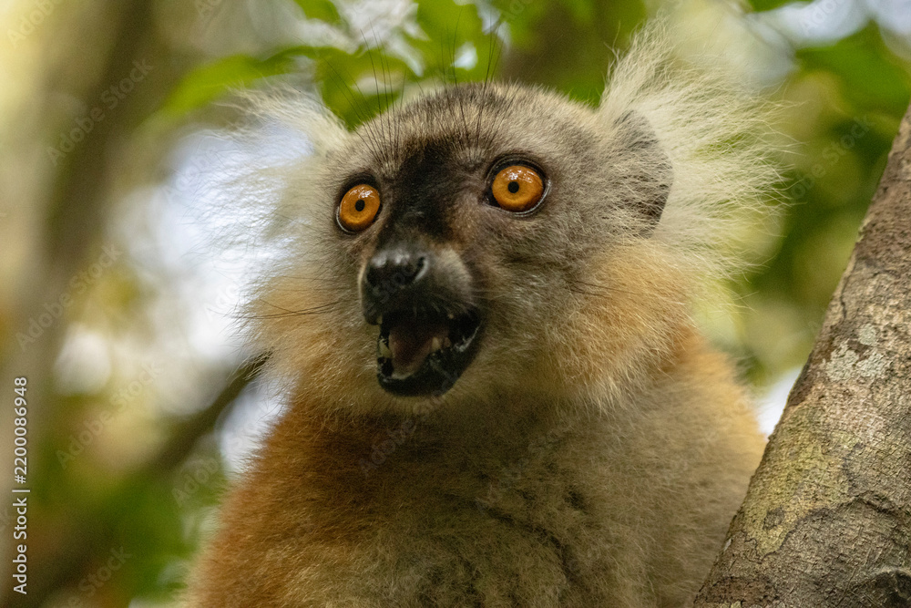 Fototapeta premium Black lemur