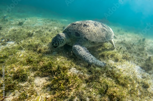 Green sea turtle