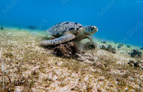 Green sea turtle
