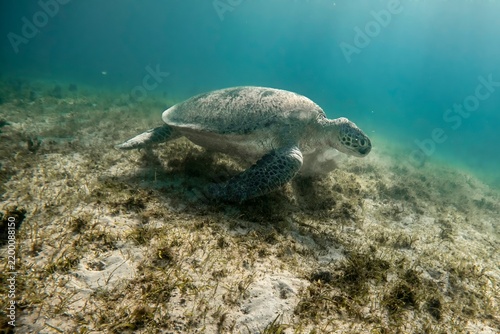 Green sea turtle