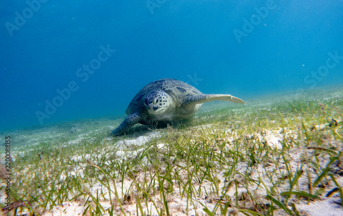 green sea turtle