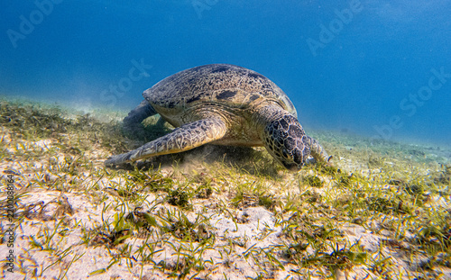 Green sea turtle