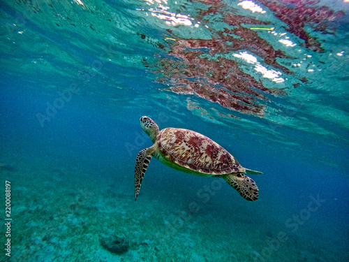 Green sea turtle