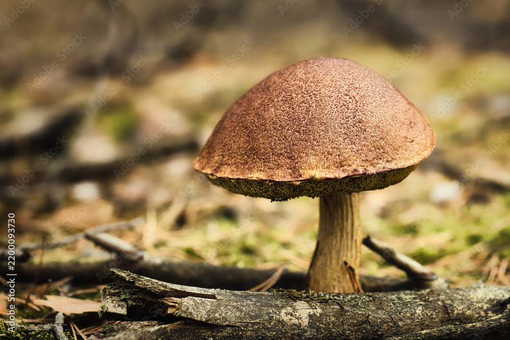 Fototapeta premium Bay bolete mushroom growing on forest floor in autumn, edible Imleria badia with brown cap, macro nature background