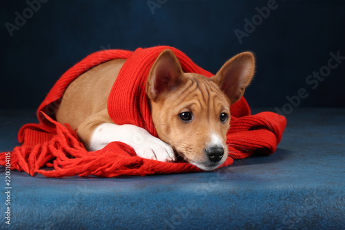 An adorable Basenji dog lies comfortably wrapped in a bright knitted scarf against a dark background.