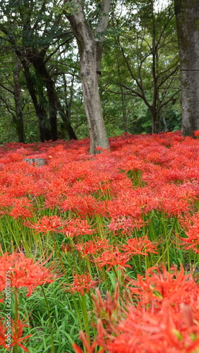 林の中に広がる巾着田の曼珠沙華　5764