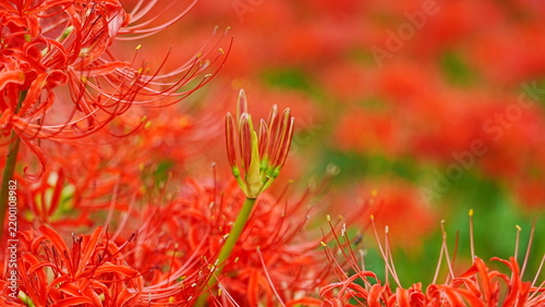 開花を待つ曼珠沙華のつぼみ(縦構図)　1524