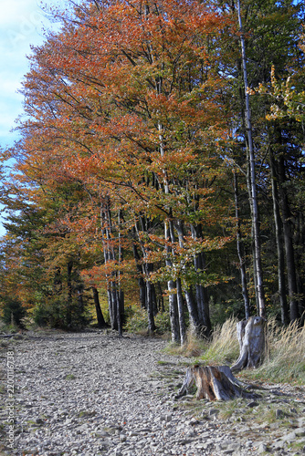 Mountain trail marker on a tree in the forest in autumn