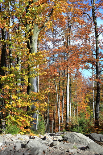Mountain trail marker on a tree in the forest in autumn