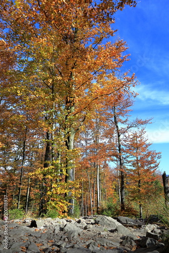 Mountain trail marker on a tree in the forest in autumn