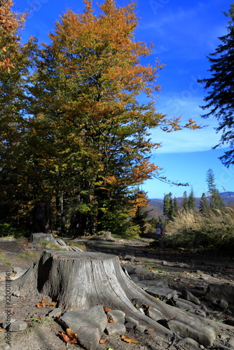 Mountain trail marker on a tree in the forest in autumn
