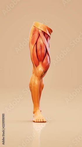 Conceptual 3D animation of quadriceps muscle anatomy during walking