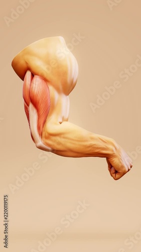 Conceptual 3D animation of triceps muscle anatomy in the human arm