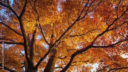 Majestic Autumn Tree Canopy: Vibrant Fall Foliage Against a Golden Sunset Sky, Symbol of Nature's Beauty and Seasonal Change.