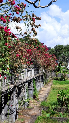 Bougainvillea vines drape over garden walkway beside stone railing. Bright tropical foliage frames path under blue sky, creating peaceful botanical setting with vivid pink blossoms and lush greenery.