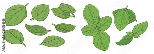 Fresh Sweet Basil Leaves Sprigs Set Aromatic Ocimum Basilico Italian Herb Seasoning Collection Culinary Vector Illustration Isolated on White Background
