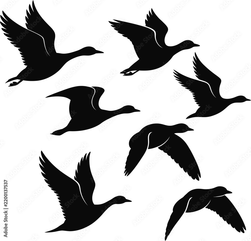 Fototapeta premium Flock of flying ducks isolated on transparent background, realistic waterfowl birds in flight for wildlife and nature designs