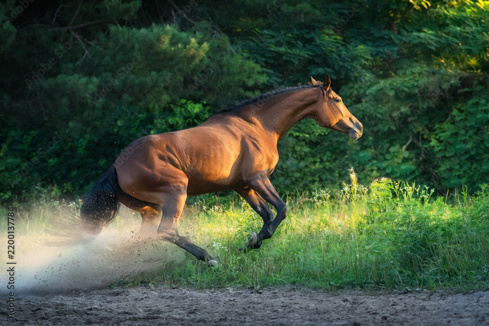 Fototapeta premium Horse brakes in the sand