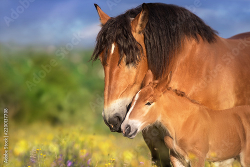 Bay belgian draft mare and foal