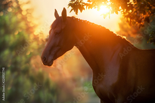 Bay horse portrait in sunset light