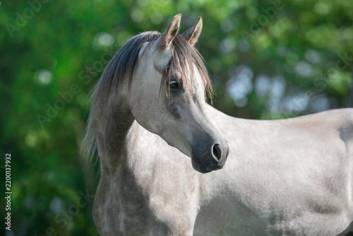 White arabian horse portrait
