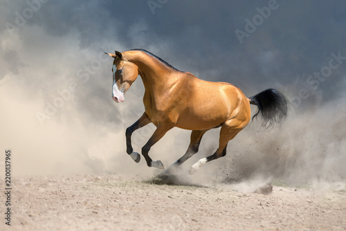Dun teke horse galloping