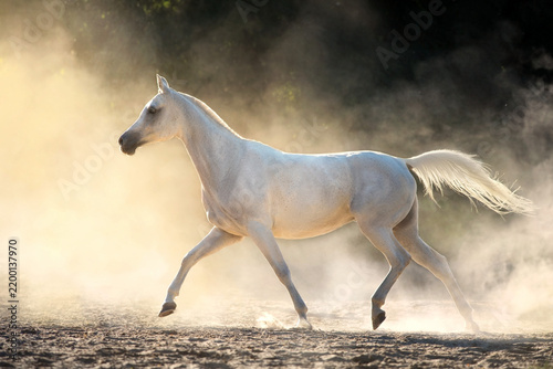 White horse run in sunset light in desert