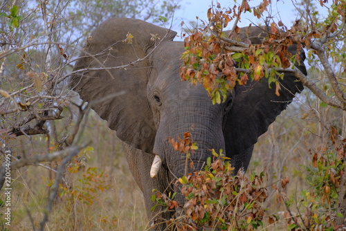 Cuadro en lienzo Large African elephant emerging from the dry bushveld foliage during a safari in
