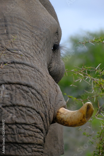 фотографія Extreme close-up of an African elephant's eye with a soft gaze, showing textured