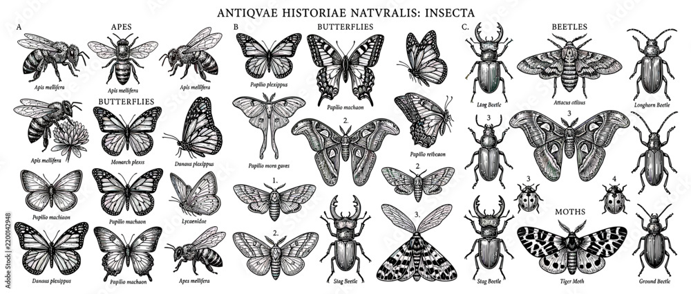 Obraz premium Vintage Illustration of Various Insects on Transparent Background