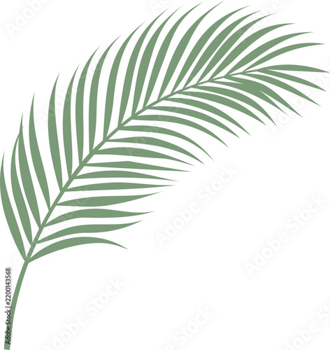 Single Green Palm Leaf Vector Illustration Isolated on White Background for Tropical Summer Design Projects and Branding