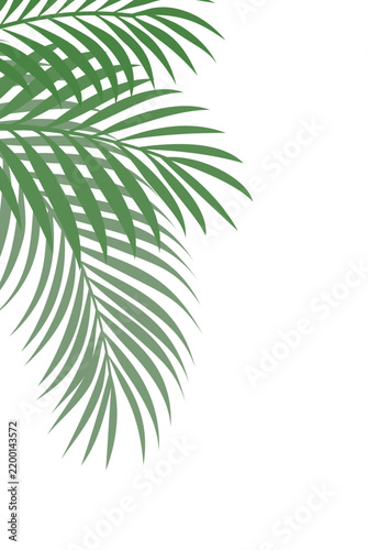Lush Green Tropical Palm Leaves Creating a Natural Corner Border on a Clean White Background with Copy Space for Summer Designs