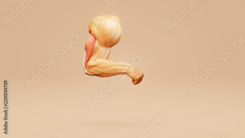 Obraz na płótnie Conceptual 3D illustration of triceps muscle anatomy in the human arm