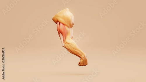 Obraz na plátně Conceptual 3D illustration of triceps muscle anatomy in the human arm
