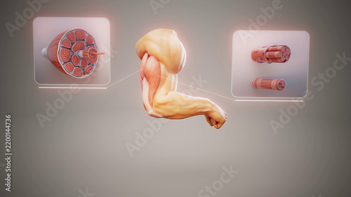 Принти на полотні Conceptual 3D illustration of triceps muscle anatomy in the human arm