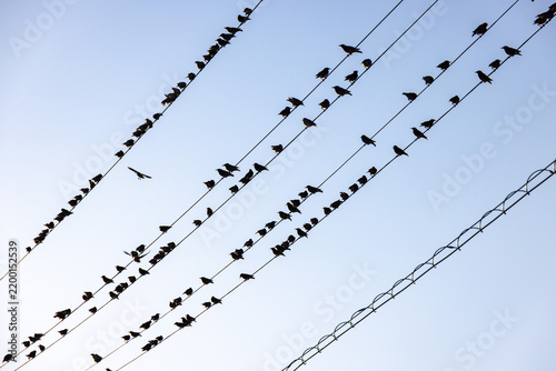 Fototapeta 夕暮れ空に延びる電線に群がって羽を休める小鳥たちのシルエット