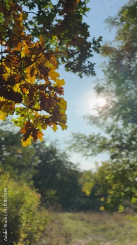 autumn in the forest