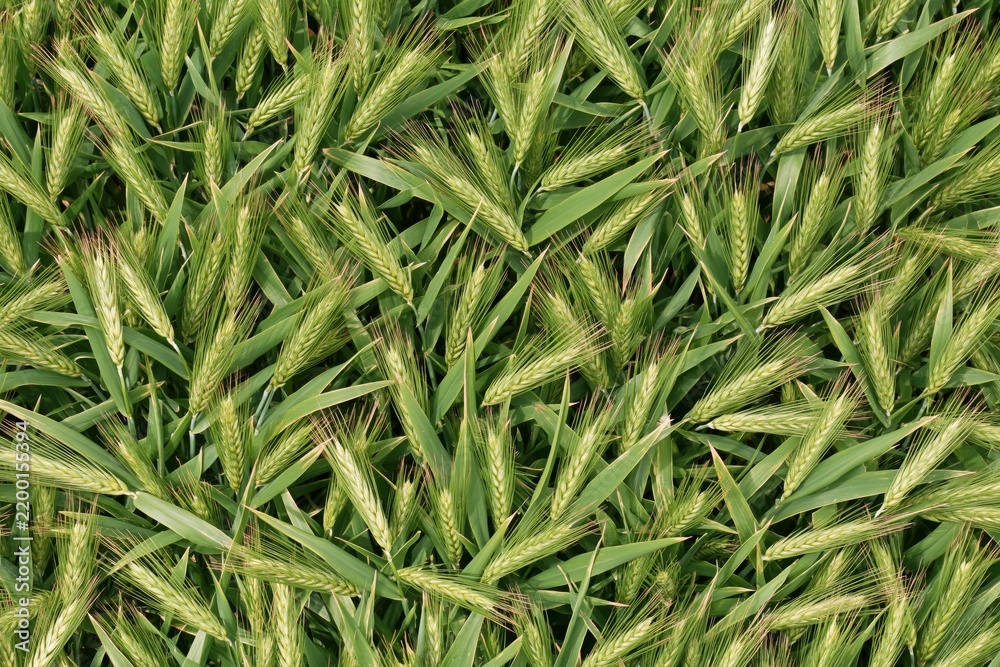 Obraz premium Dense field of green wheat stalks with ripe ears under natural daylight, shallow depth of field and vibrant summer tones