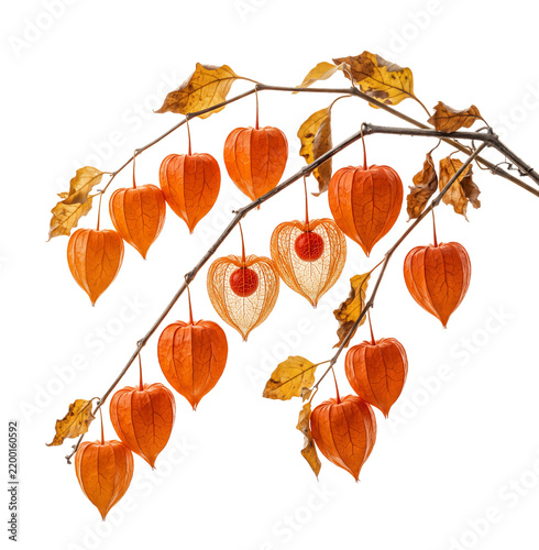 Chinese Lantern Plant Autumn Orange Pods