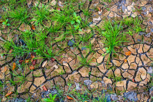 Obraz na plátně New Beginning, Natural Drought Texture with Cracked Earth, Grass and Foliage