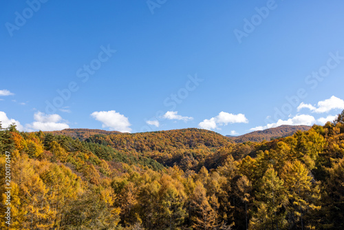 Fototapeta 雲ひとつない快晴の青空のもと黄色や橙色に色づいた山々が広がる秋の景観