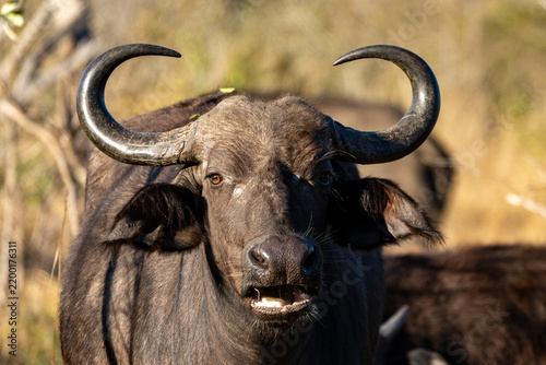 Картината върху платно Cape Buffalo Frontal Portrait with Open Mouth Ruminating in African Bush