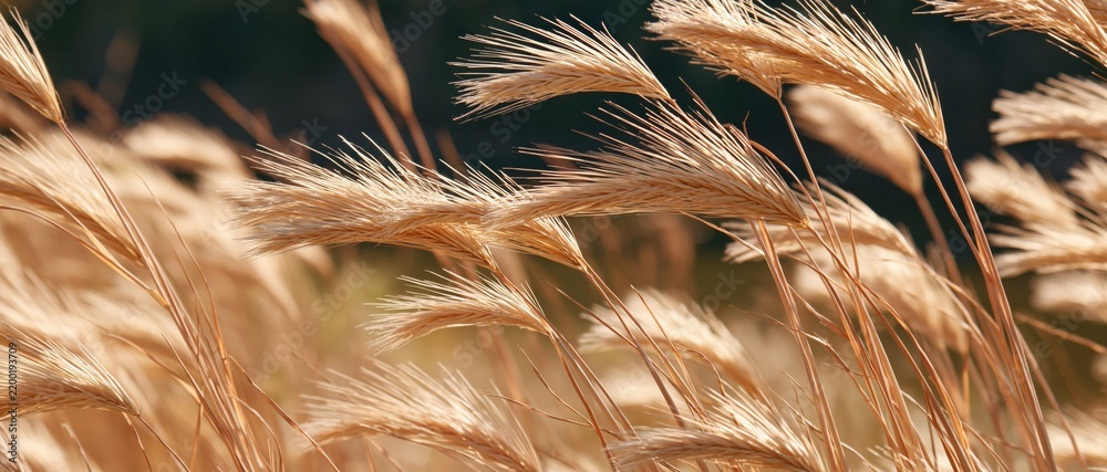 Obraz premium Tall dry grass heads with soft focus background