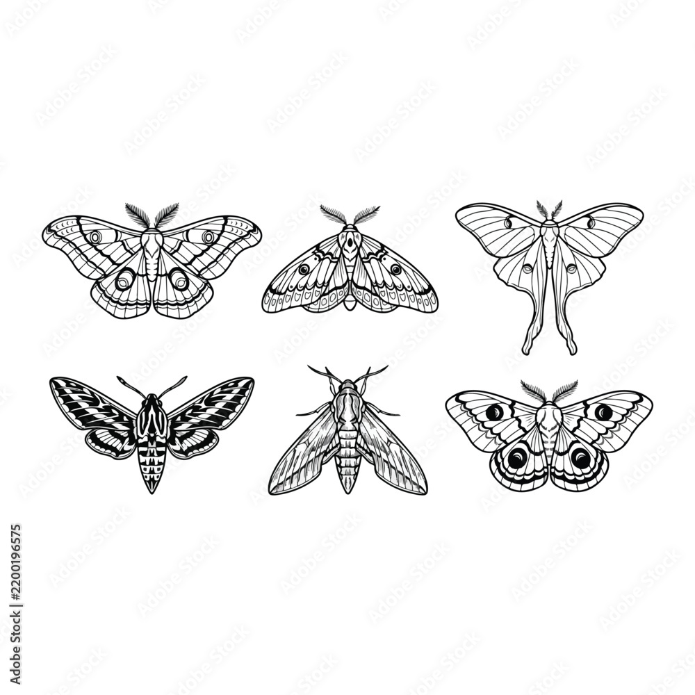 Obraz premium Vintage moth collection engraving set of nocturnal insects illustration in nature