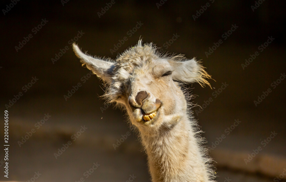 Fototapeta premium Llama close-up. Portrait of a light-colored llama.