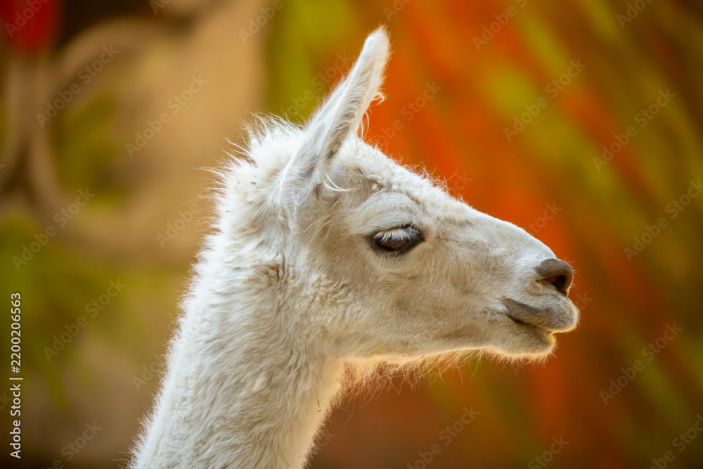 Fototapeta premium Llama close-up. Portrait of a light-colored llama.