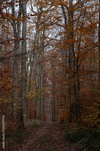 Sentier forestier couvert de feuilles mortes traversant une forêt de feuillus aux couleurs de l'automne.