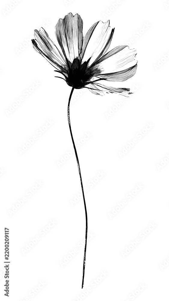 Obraz premium PNG Minimalist black and white flower