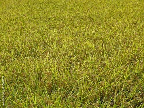 稲