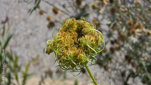 Fotografie Close up of a wild carrot umbel curling inward into a seed head against a blurre